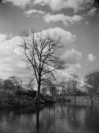 TREE AT LAKE